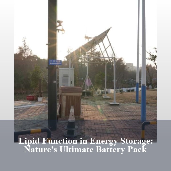 Lipid Function in Energy Storage: Nature's Ultimate Battery Pack